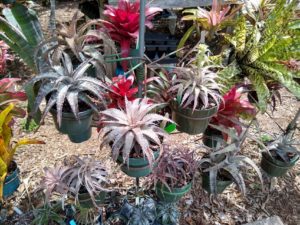 Collection of Orthophytum in summer shade house