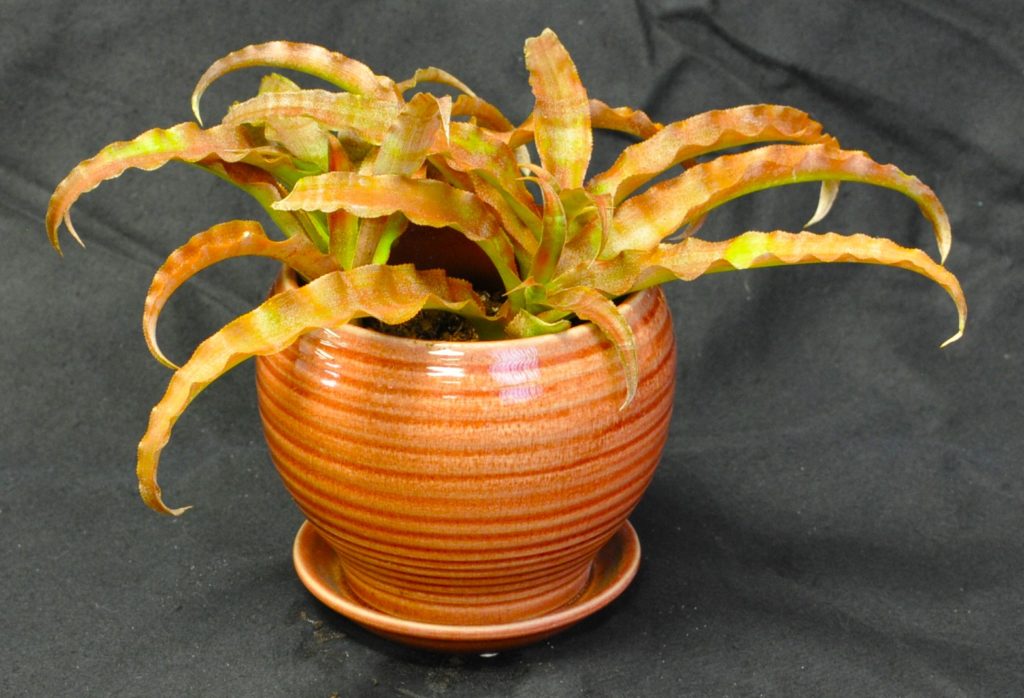 Decorative Containers - Best in Division Crypt 'Green 'N Red' R. Adams