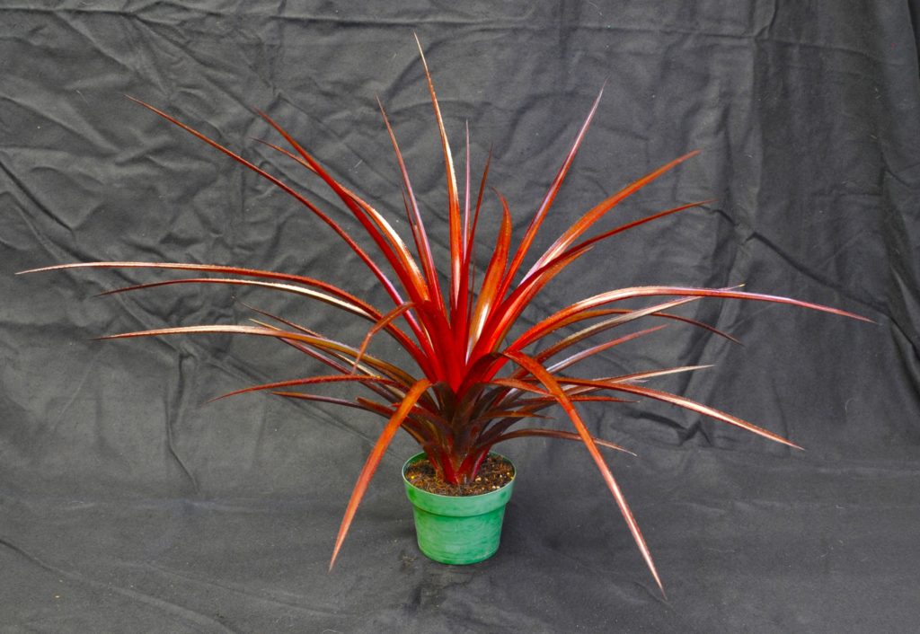 Intergeneric Hybrid Single Plant - Best of Section xSincoregelia ' Cabernet' C. Richtmyer
