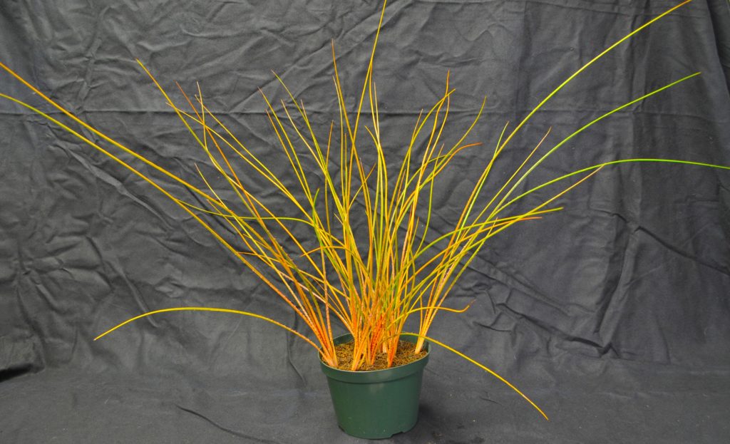 Multiple Foliage Plant - Best of Section Acanthostachys pitcairnioides C. Lee