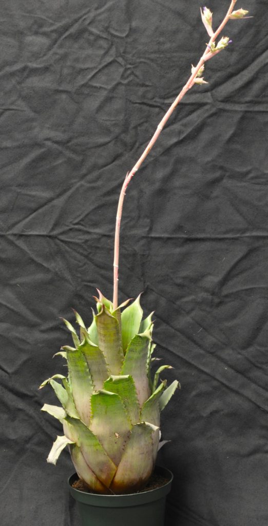 Single Blooming Plant - Best of Division Hohenbergia leopoldo-horstii C. Lee