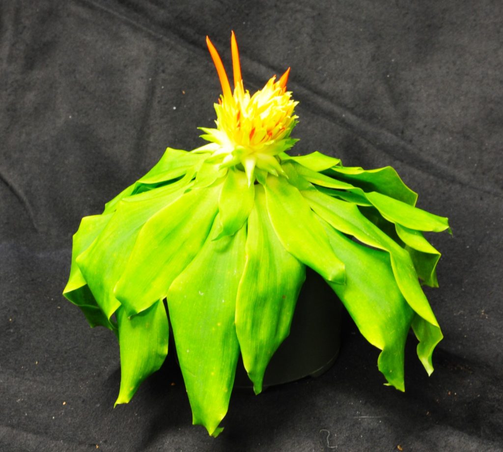Single Blooming Plant - Best of Section Pitcairnia tabuliformis C. Lee