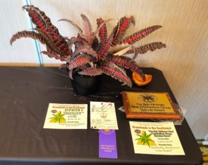 THE BOB WHITMAN BEST CRYPTANTHUS SPECIES Cryptanthus fosterianus 'Lisa Vinzant' - Katie Smith