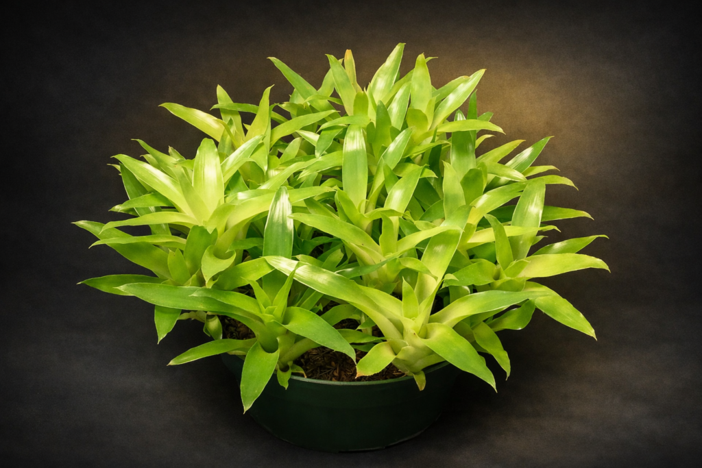 Aechmea Blue Rain
