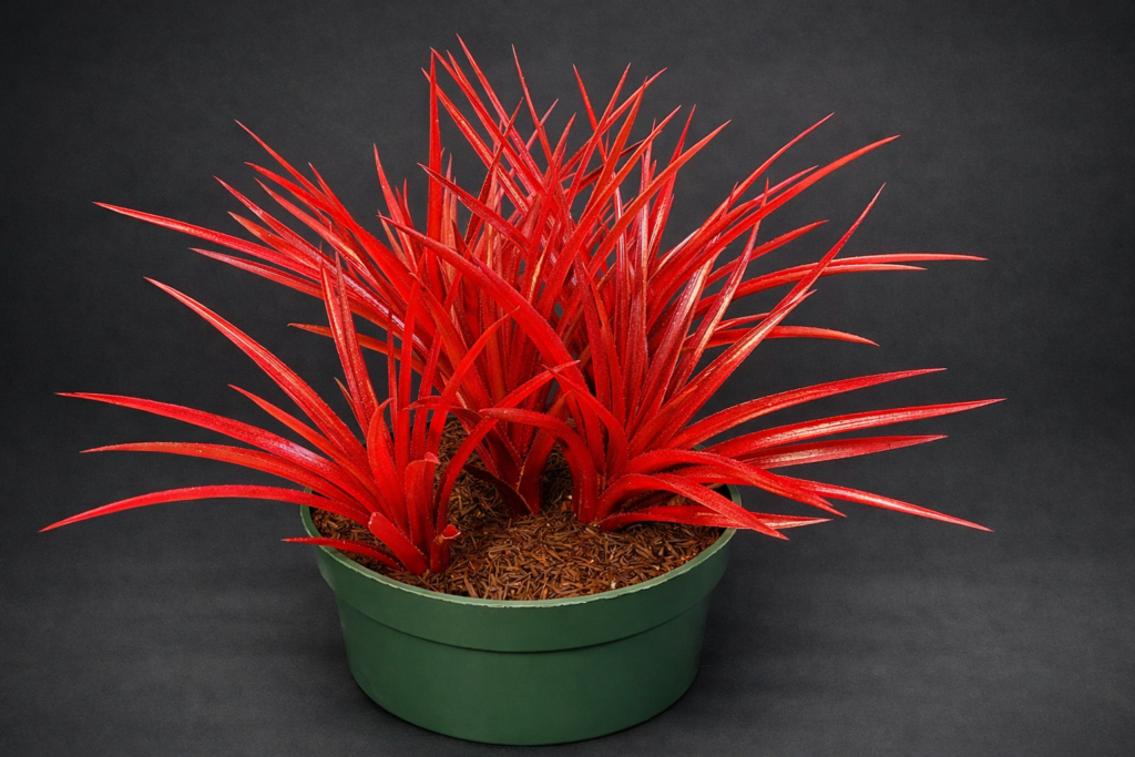 Aechmea Blue Rain