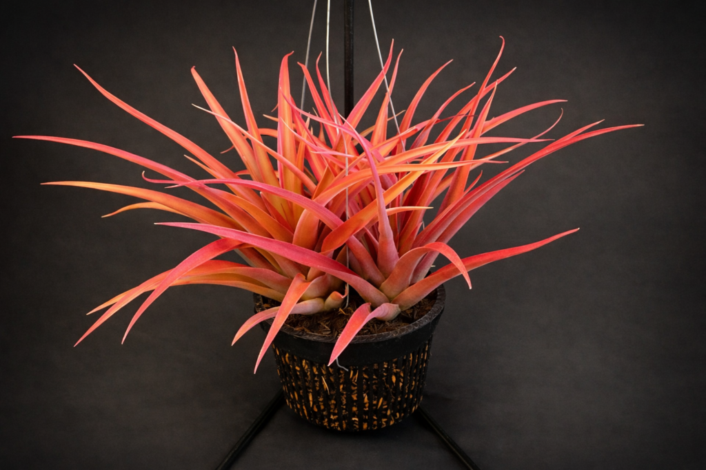 cyanea