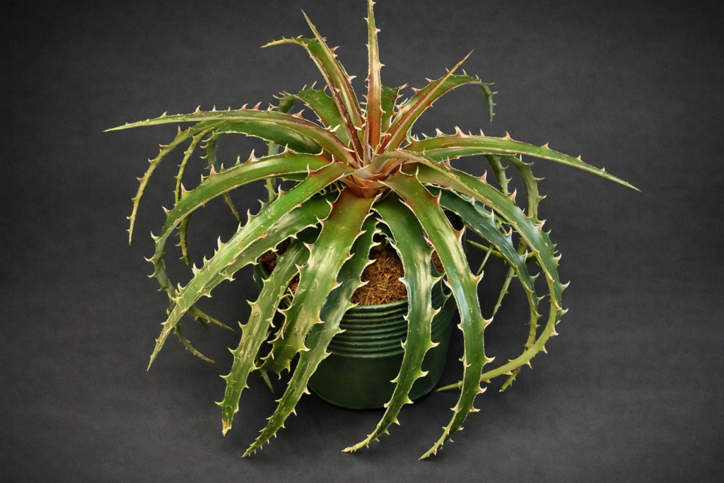Aechmea Blue Rain