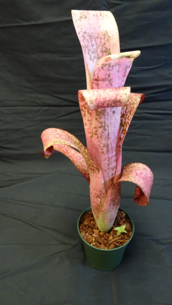 Aechmea Blue Rain