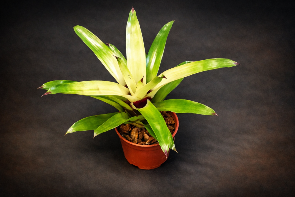 Aechmea Blue Rain