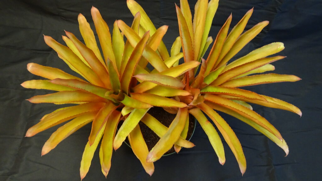 Aechmea Blue Rain
