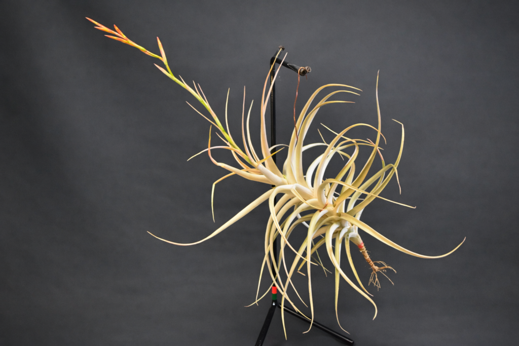 Aechmea Blue Rain