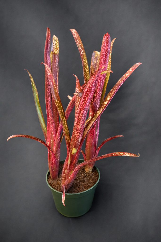 Aechmea 'Blue Rain'