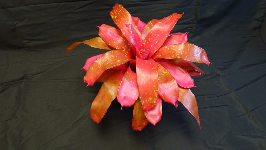 Aechmea Blue Rain