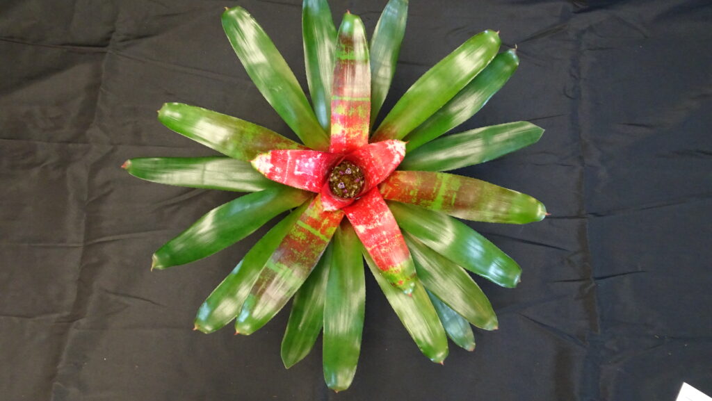 Aechmea 'Blue Rain'