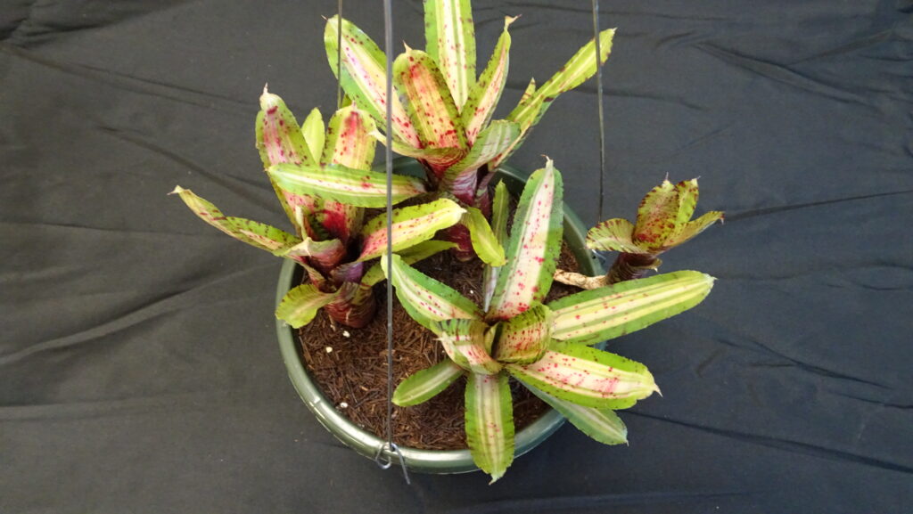 Aechmea 'Blue Rain'