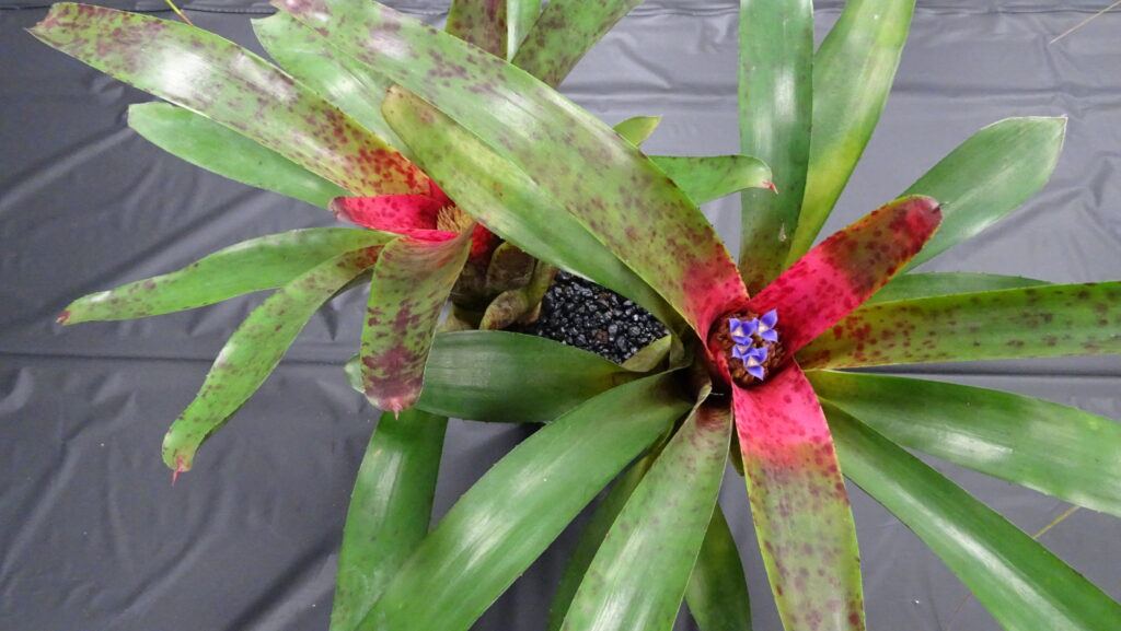 Aechmea Blue Rain