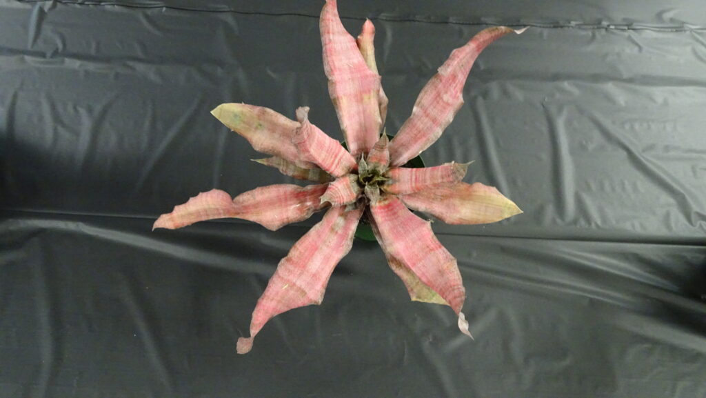 Aechmea 'Blue Rain'